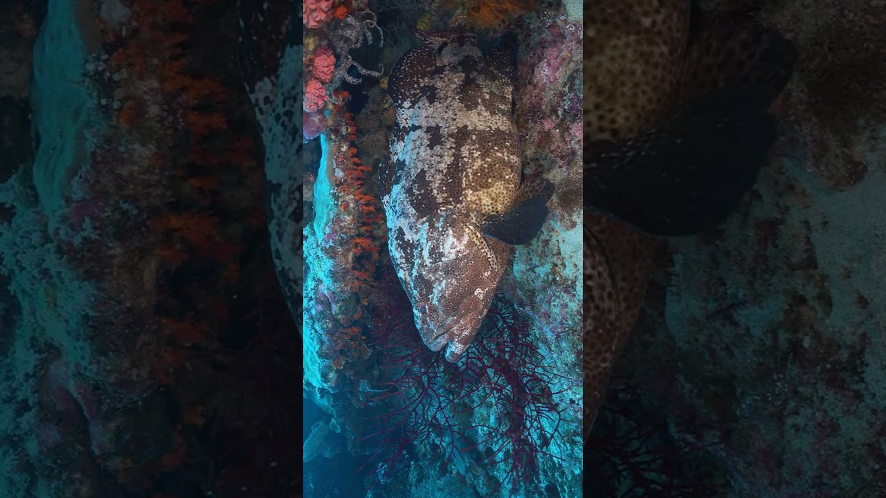 MASSIVE Grouper Steals My Fish (w/ 