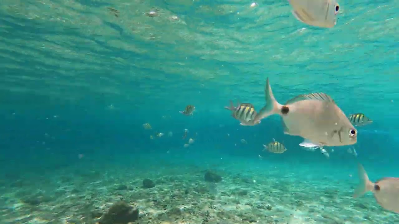 Exploring Peanut Island Fl, Wait until you see this water! Snorkeling and more.