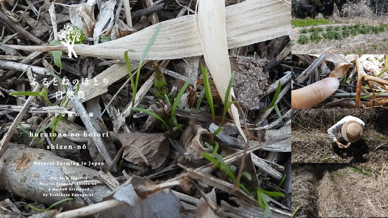 2月中旬蒔きの「春人参」3週間と3日でやっと発芽を確認？！24日目の発芽状況〜「敷き草」の調整〜26年3月12日