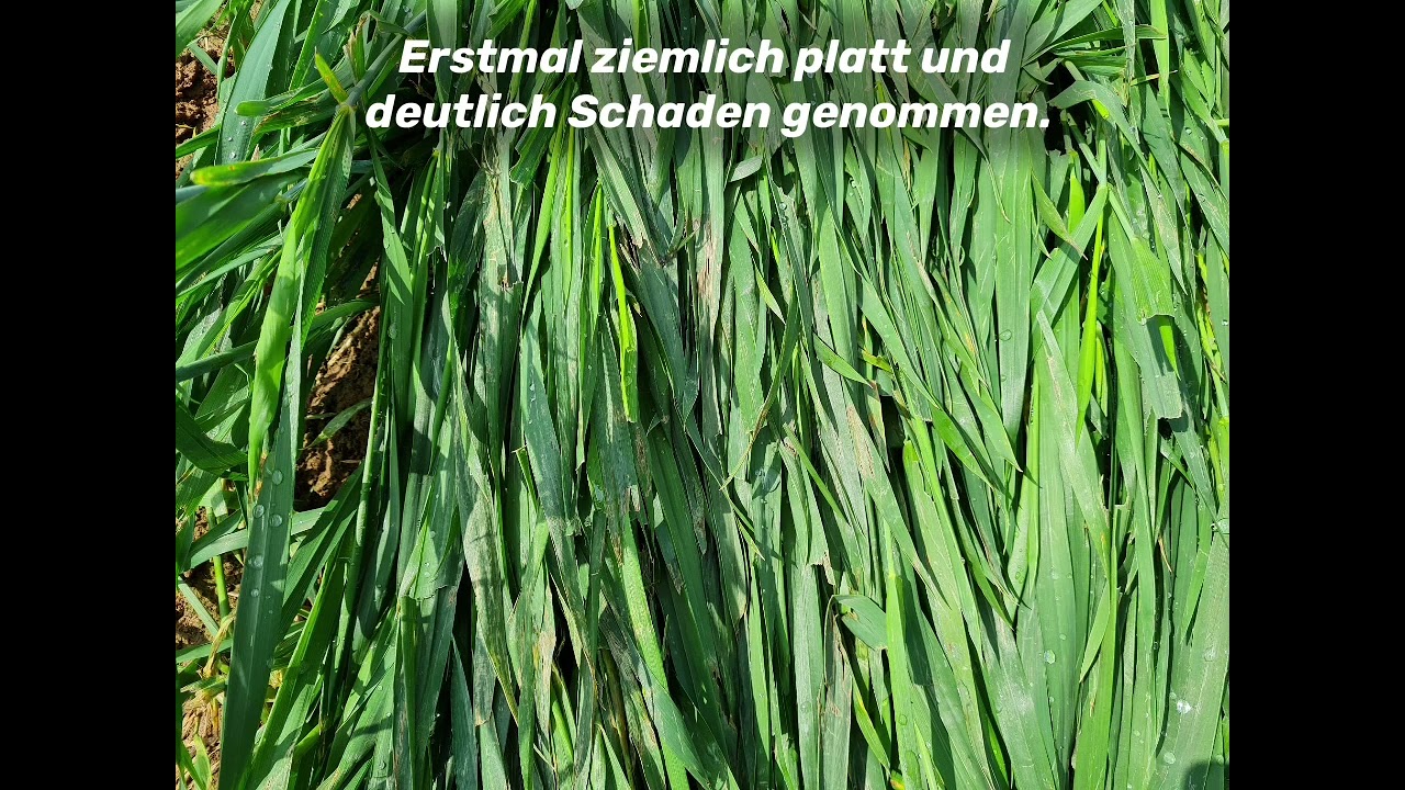 Weizen walzen 2