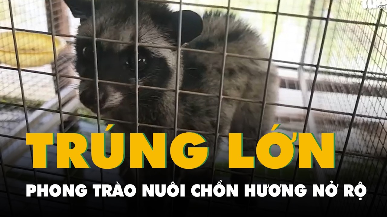 Nuôi chồn hương trúng lớn, nhiều gia đình ở Cà Mau mua ô tô, xây biệt thự