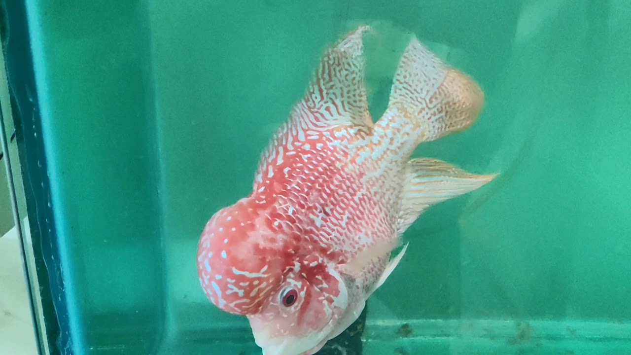 imported Gbkml flowerhorn