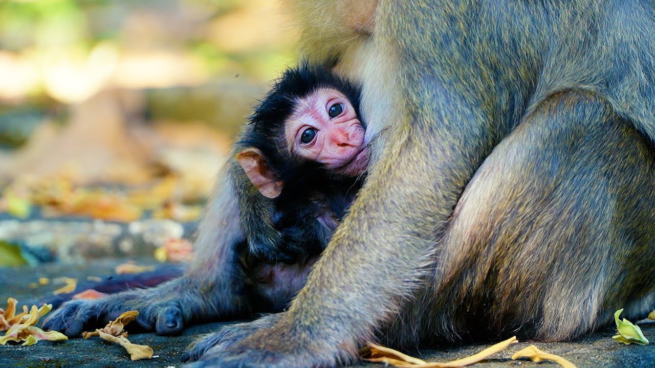 Pure Love: The Incredible Moment This Poor Mom Welcomed Her Baby Monkey | FULL VIDEO