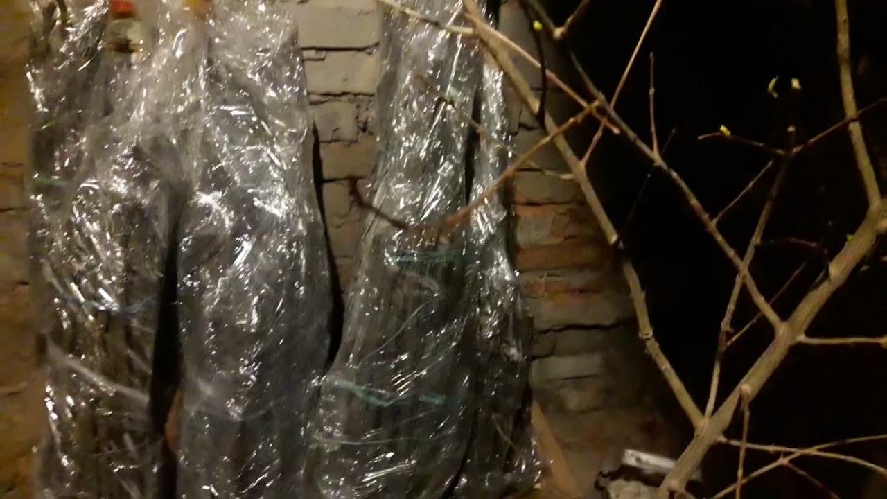 Инжир и черенки проснулись.2025