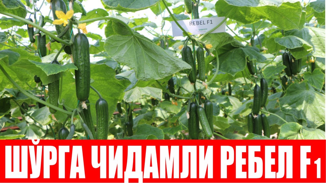 Ребел F1: Шўр ер ва шўр сувга чидамли, юқори ҳосилдор дурагай (Cucumber Rebel F1-Sakata)