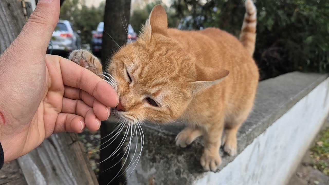 An incredibly cute and very friendly orange street cat.