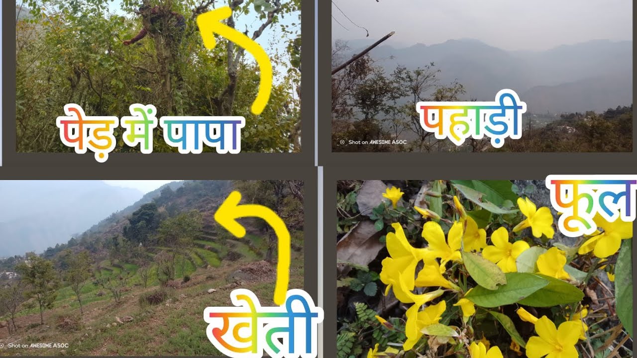 Papa ke ped mein 😂🌴 kitne acche phool Peele Peele 🌼🌼