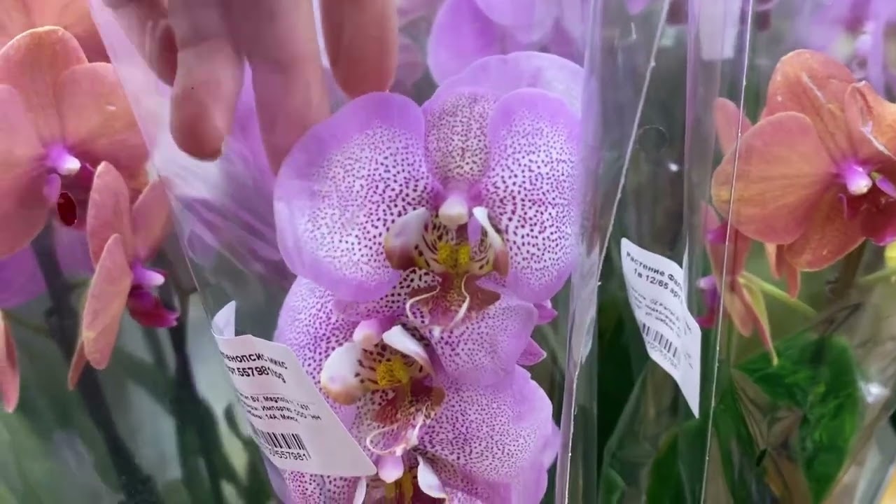 Обзор завоза орхидей 🌸 Фаленопсис из Китая, Нидерландов, Горкунов тепличный комплекс орхидей
