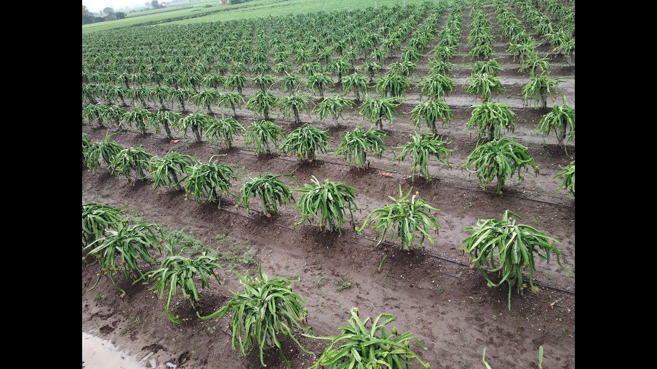 Full Video On Dragon Fruit Farming | GDF | How to do Dragon Fruit Farm