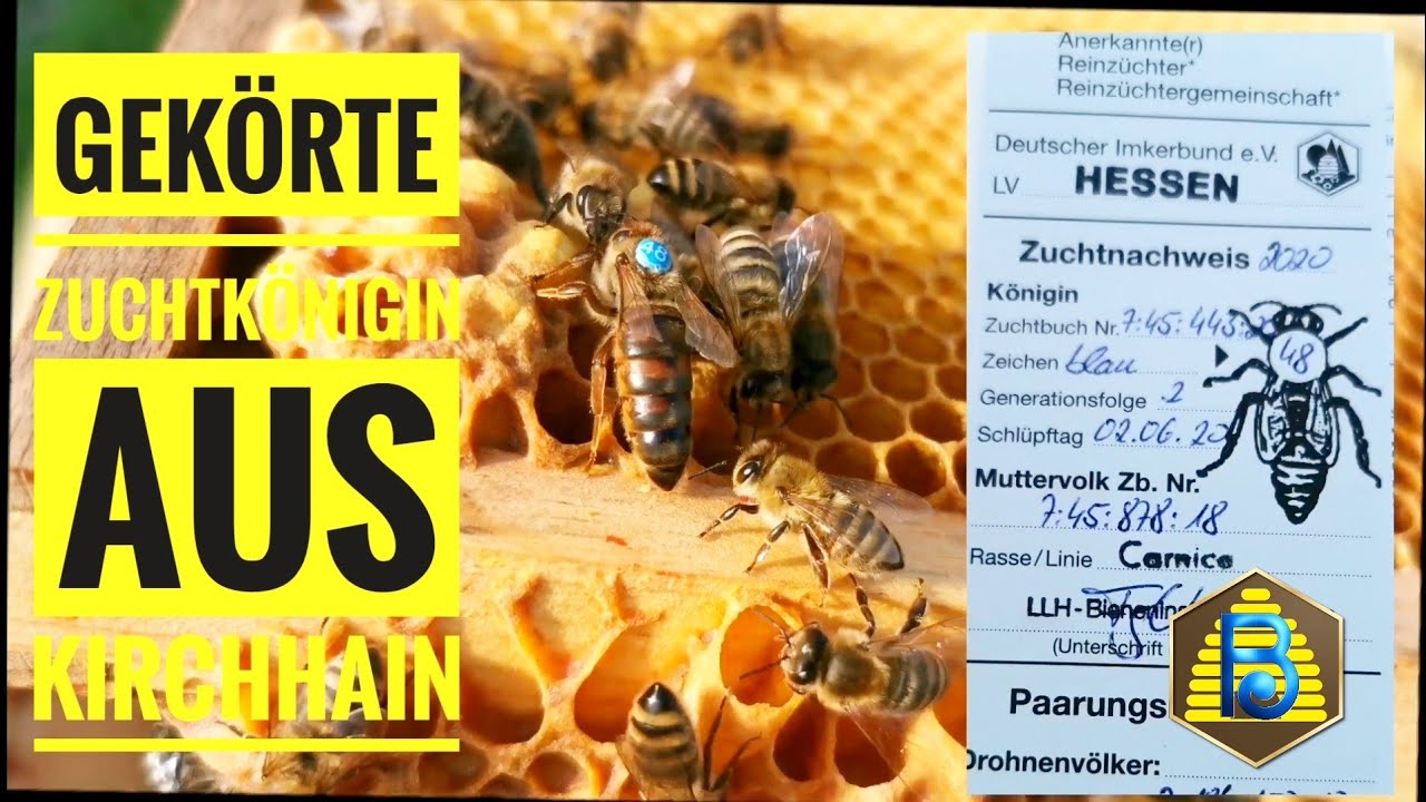 Noch eine gekörte #Zuchtkönigin #Carnica aus Bieneninstitute Kirchhain | #Bienendom