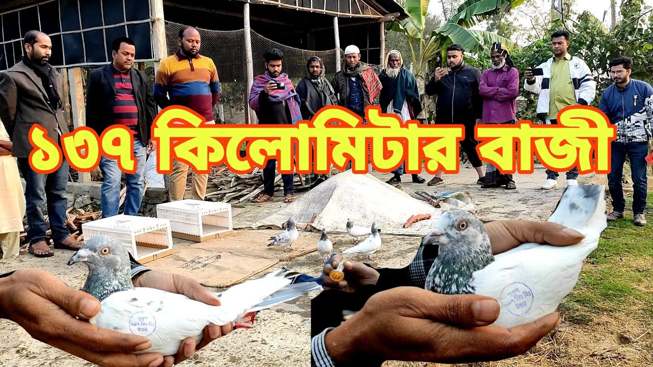 বাংলাদেশে লং রেঞ্জের ৩য় সবচেয়ে বড় কবুতরের বাজী