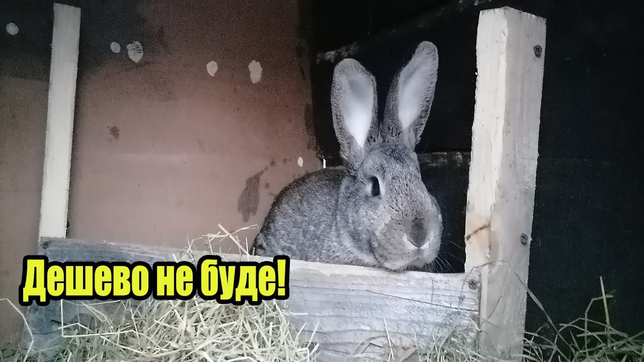 Чомусь для людей дорого м'ясо кролика.