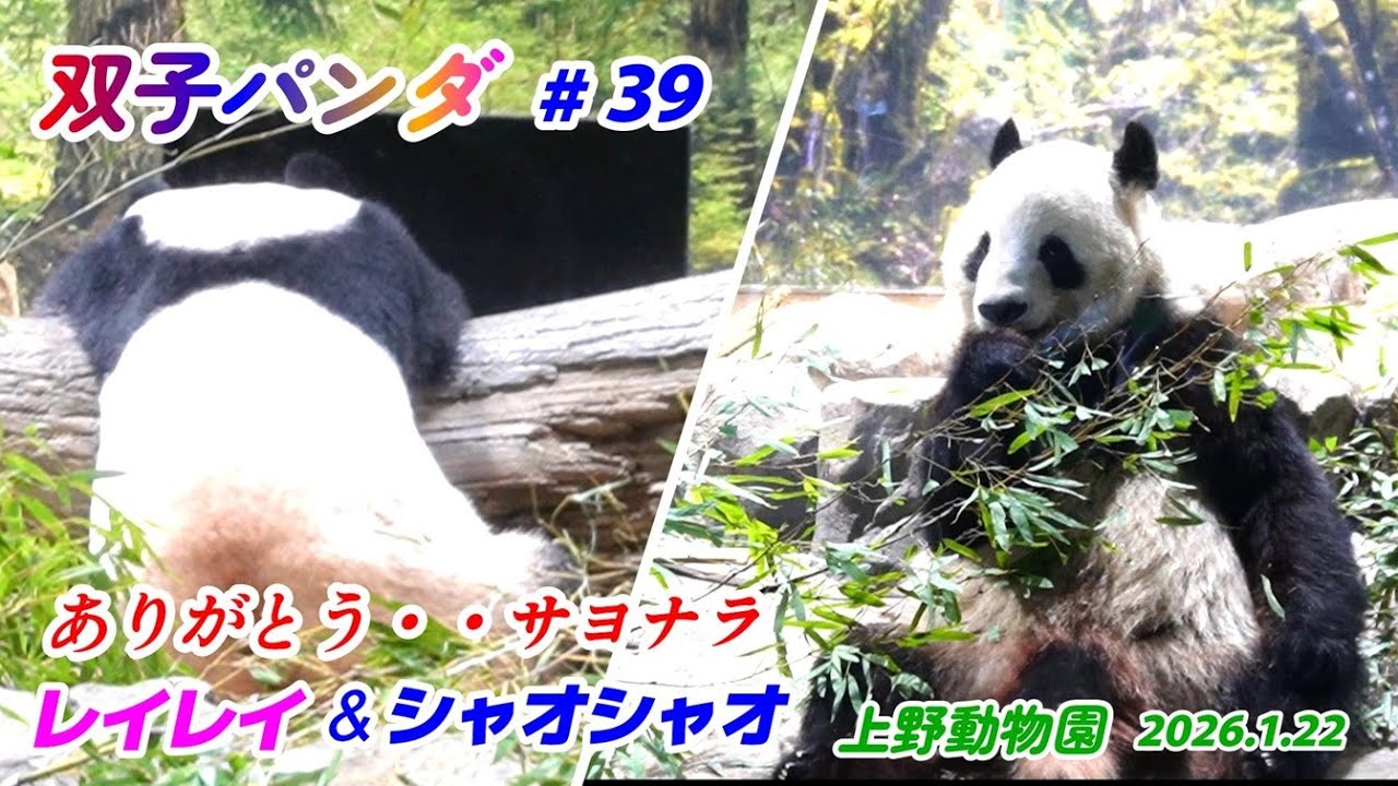 上野動物園 双子パンダ #39 2026.1.22