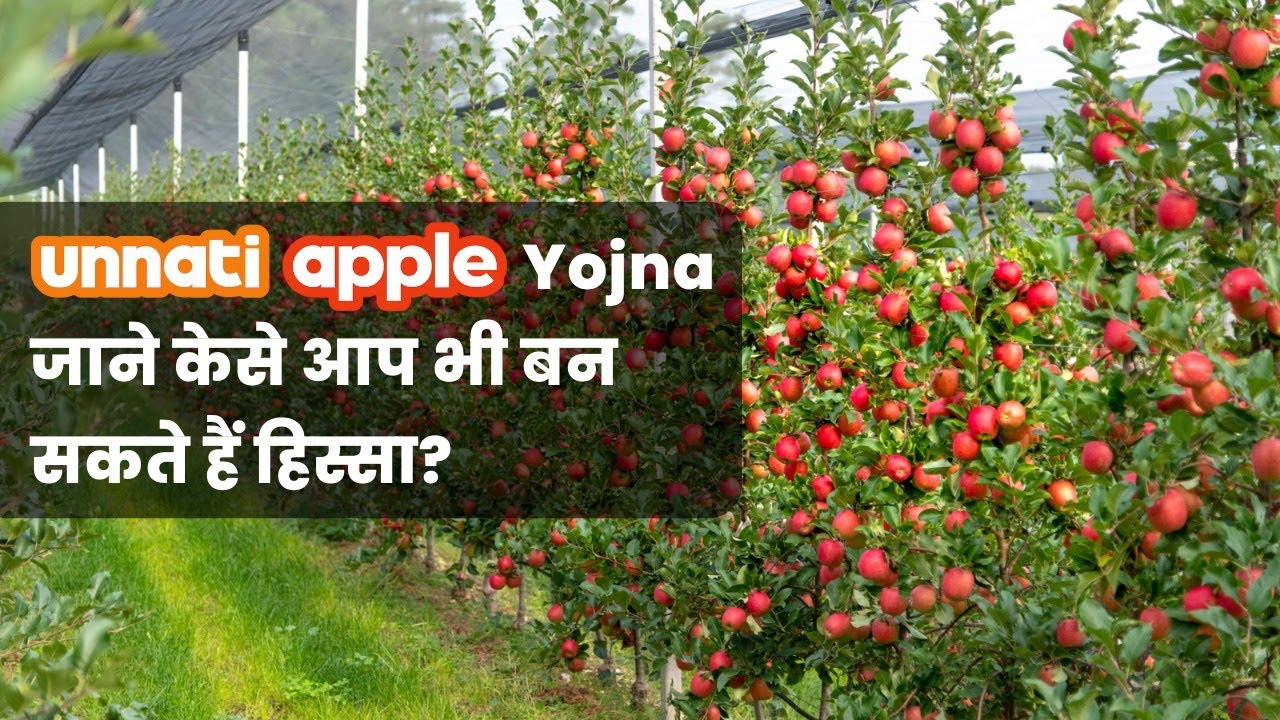 Unnati Apple Initiative (UHDP Apple farming)| Promote Apple Farming | Indo-Dutch & Coca Cola