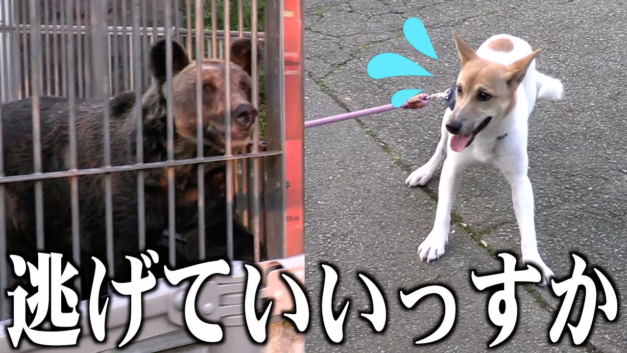 動物園を散策した元保護子犬、発狂してしまう。。。