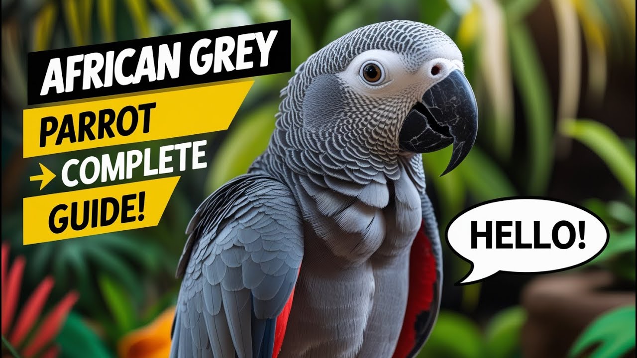🦜 African Grey Parrot – Everything You Need to Know! (Care, Diet, Training & More)