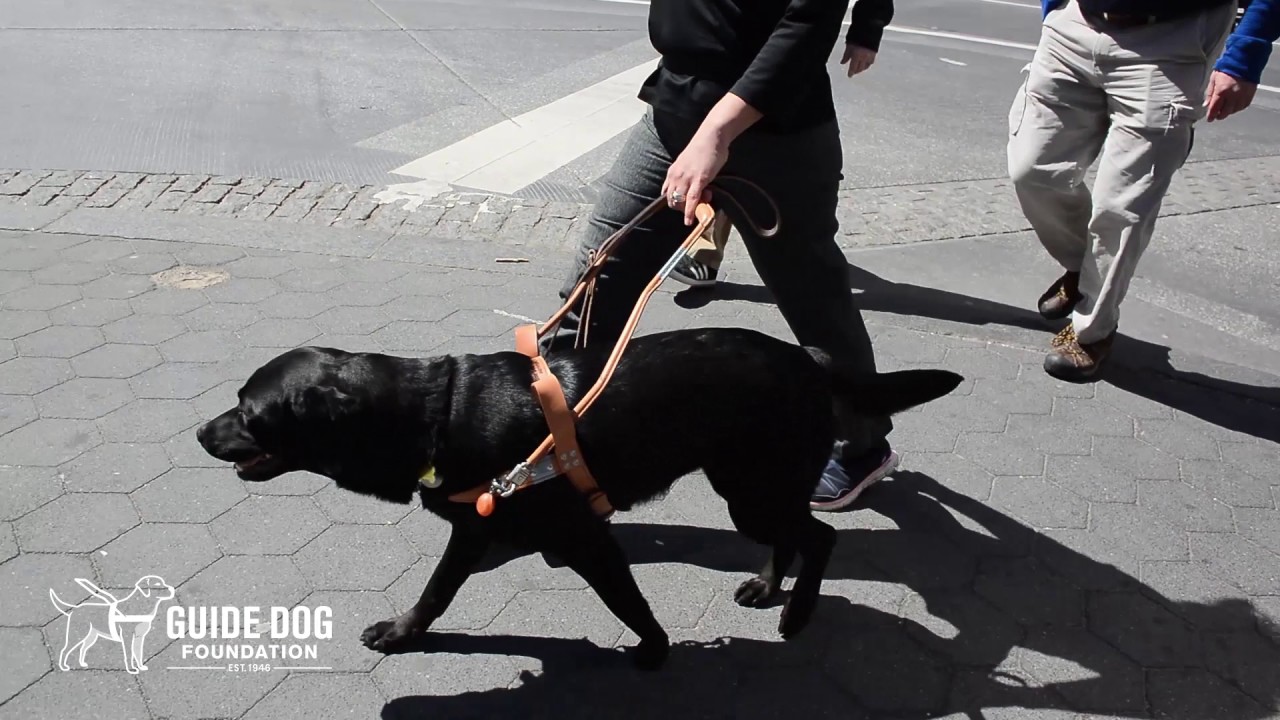Guide Dog Foundation - Guide and Service dog Demo