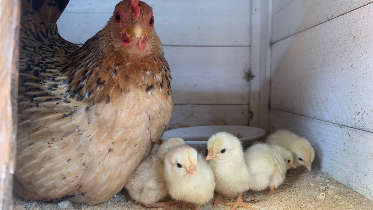La gallinita serama ya tiene sus pollitos / La granja en casa.