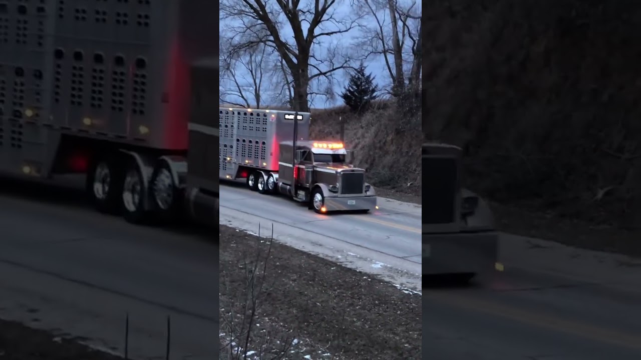 Cattle hauling peterbilt #offroad