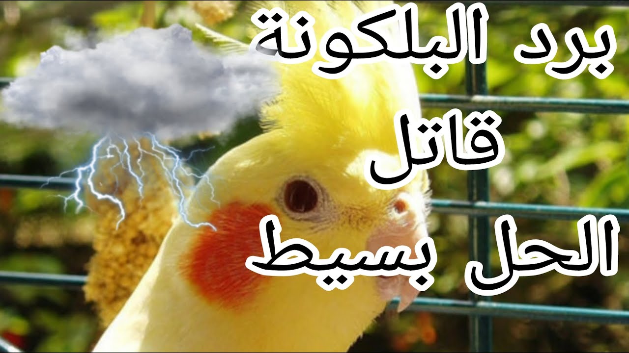 حماية طيور الزينة والعصافير لو بتربى فى البلكونة من البرد والتقلبات الجوية فى الشتاء⛈️🌨⛅️