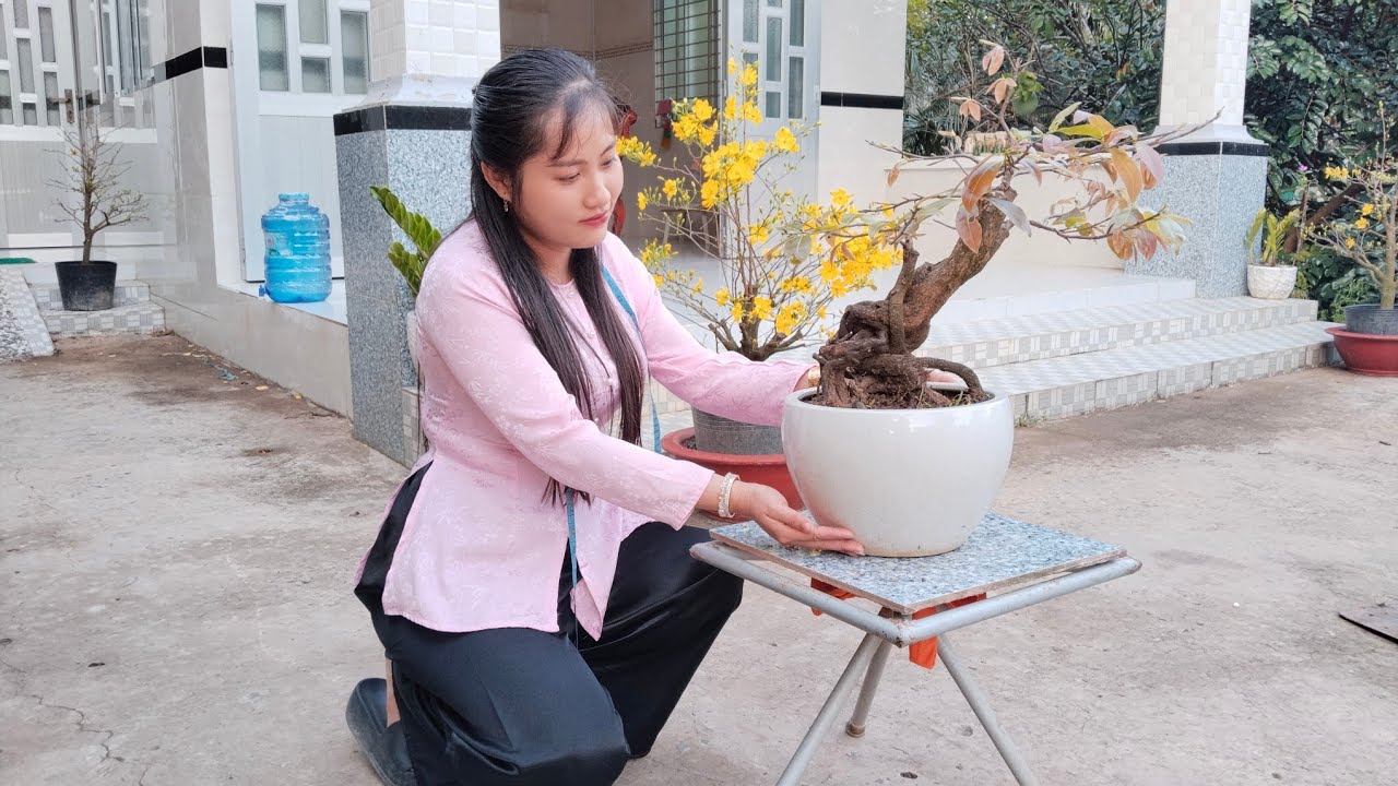 Phôi mai vàng, tứ quý ghép bình lợi, phôi tứ quý ngày 16/2☎️0368230127 gặp Thảo.