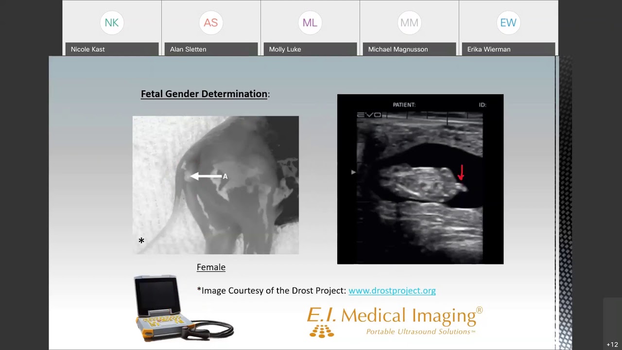 Introduction to Bovine Fetal Gender Determination