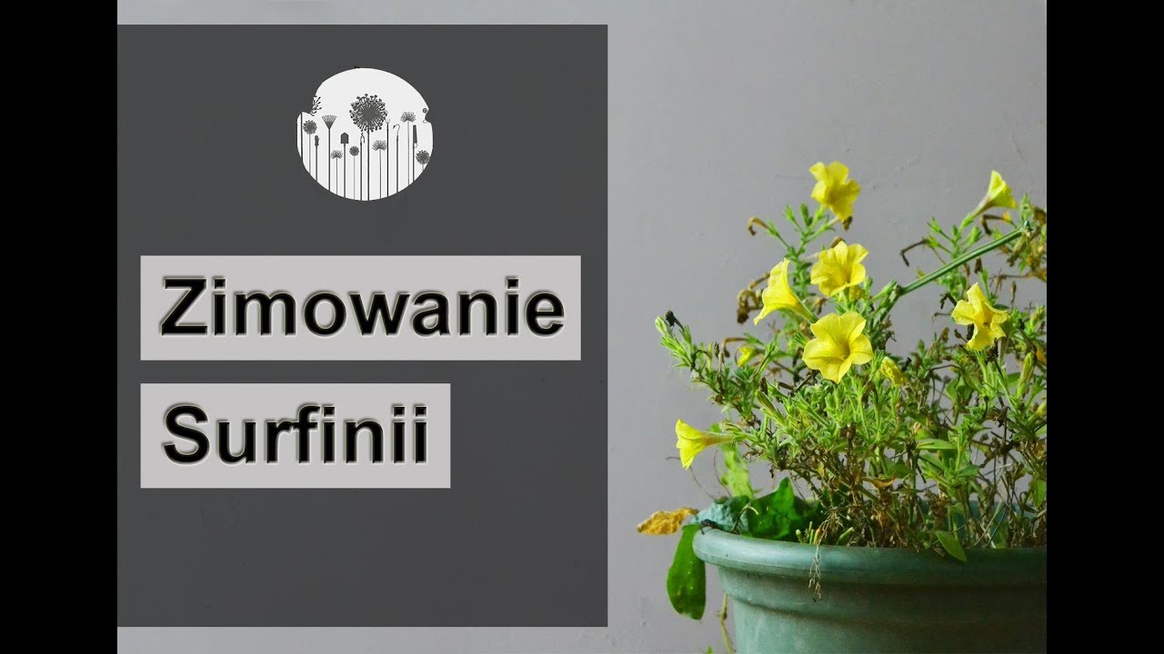 Zimowanie i przechowywawnie surfinii i petunii