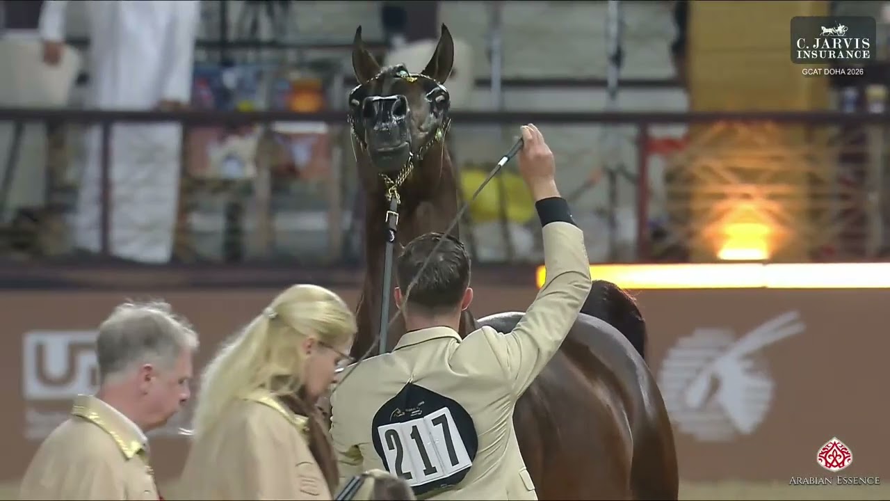 N.217 AMS ALFAHAD - GCAT Doha 2026 - Stallions 7-10 Years Old (Class 11)