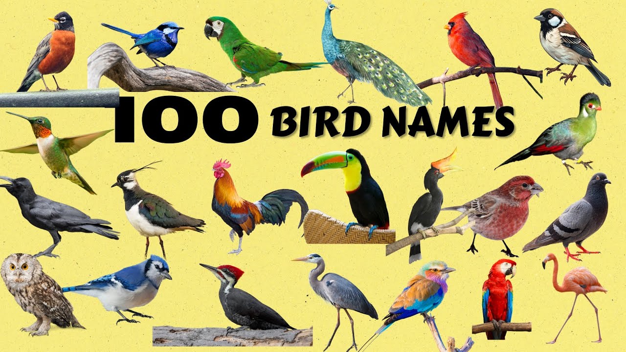 100 Bird Names|Different Types of Birds|Birds Videos|Educational Video with Bird Images and Videos