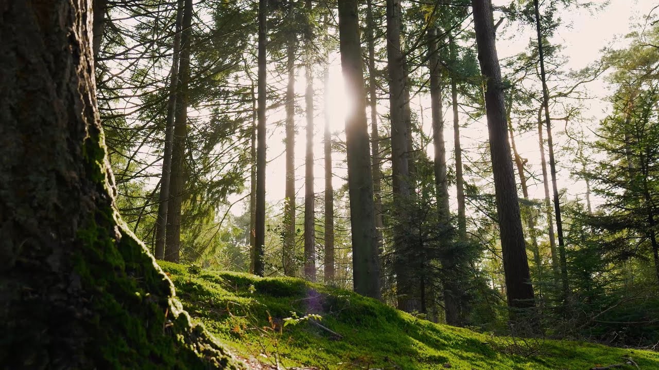 Forest Sleep Music 🎵 Healing & Insomnia Relief🎧