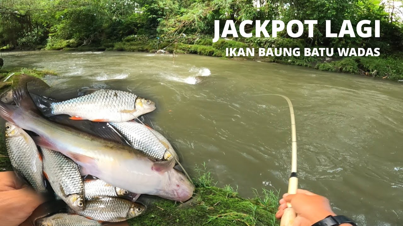 BATU WADAS PURBA JADI SARANG IKAN BAUNG !! MANCING AUTO SENANG DAPAT JACKPOT