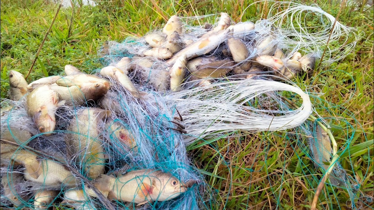 Today Get A lot fish from Net fishing/Traditional Fishing - PU MENG Fishing
