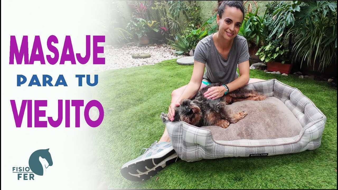 Aprende a darle un masaje a tu perro viejito!