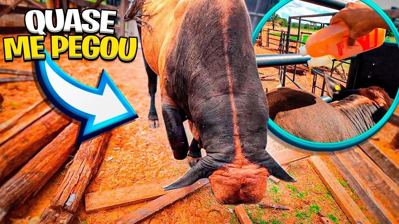 CUIDANDO DOS ANIMAL, BIPOLAR FICOU BRAVO