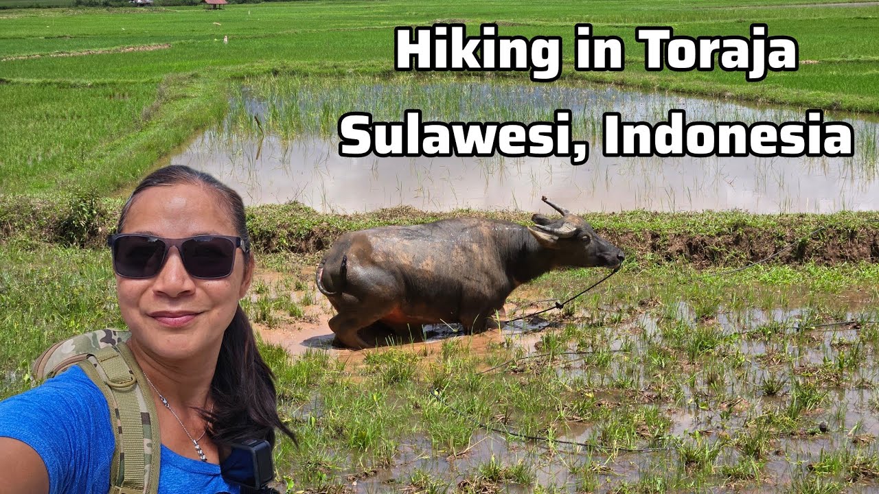 Hiking in Toraja, Sulawesi, Indonesia #torajavlog #hikingsulawesi #trekking #indonesiatravel
