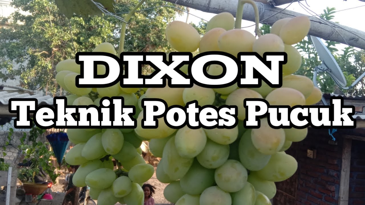 Anggur Dixon Berbuah Dengan Teknik Protes Pucuk
