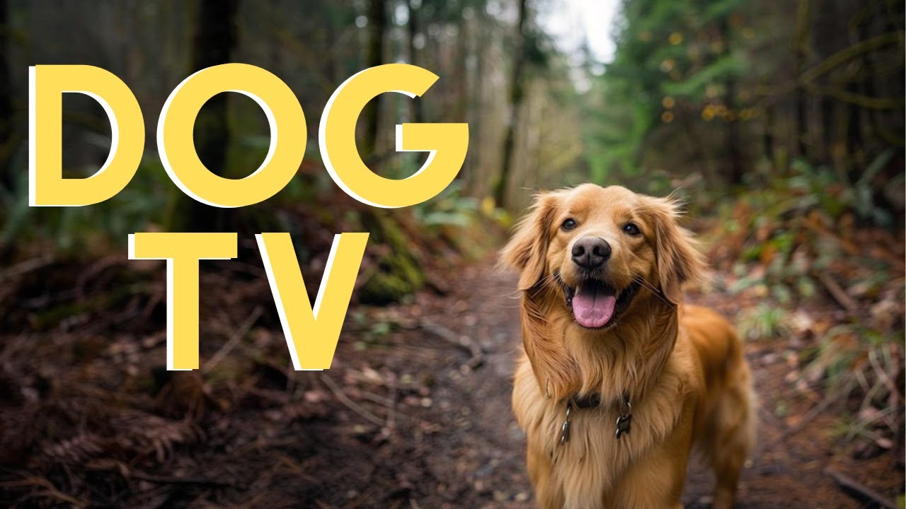 DOG TV For Dogs To Watch: 16 Hours of Nature Hike🌲 With Relaxing Music!