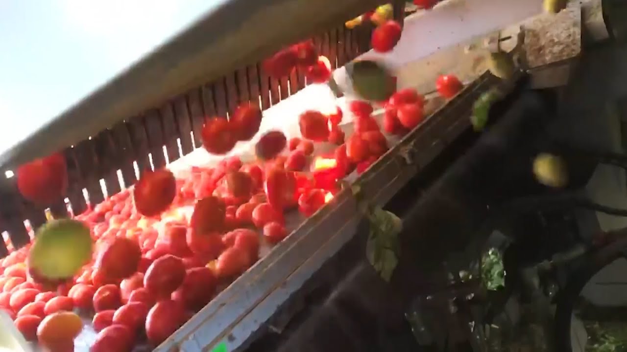 How a Green Tomato Sorter Works | The Henry Ford's Innovation Nation