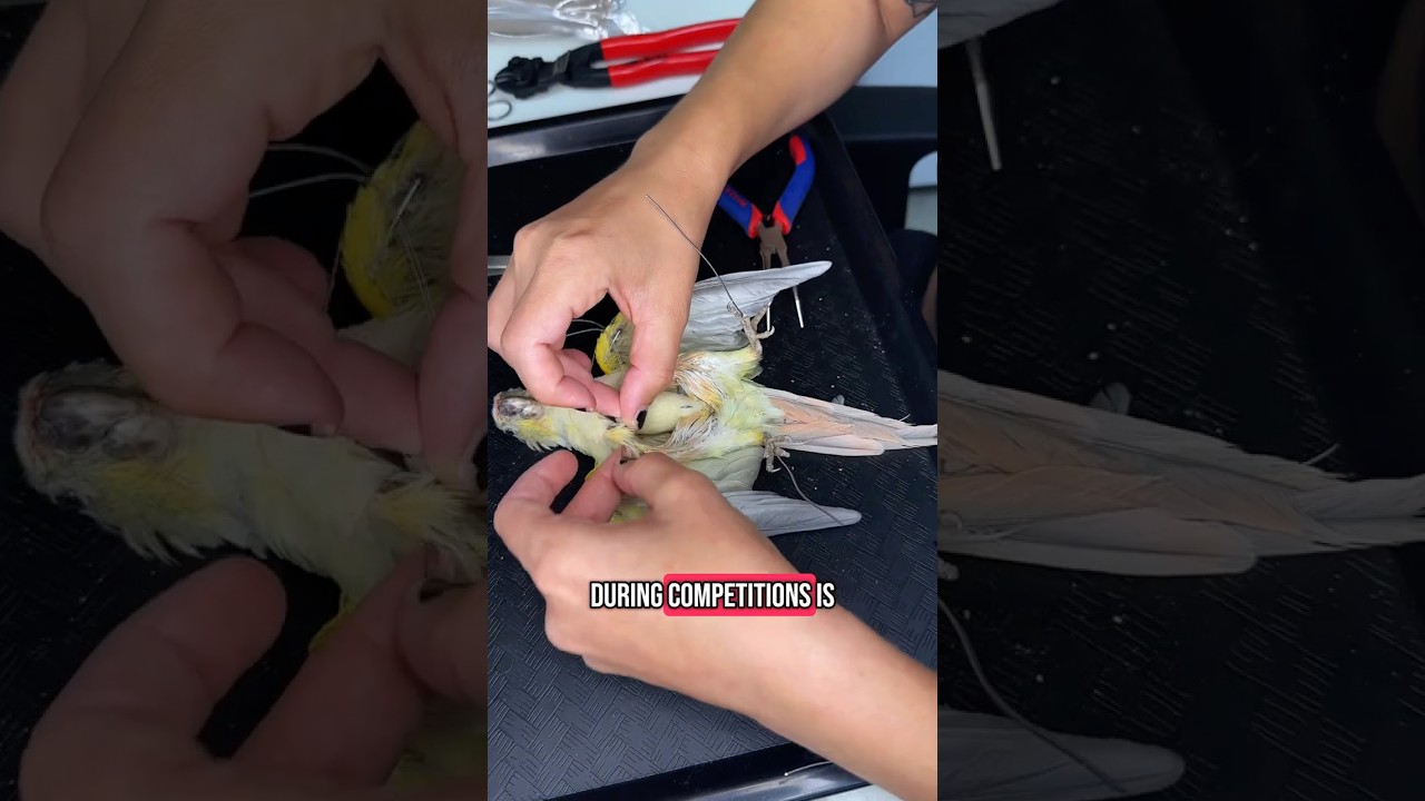 Почему мне нравится быть таксидермистом 🦜💚