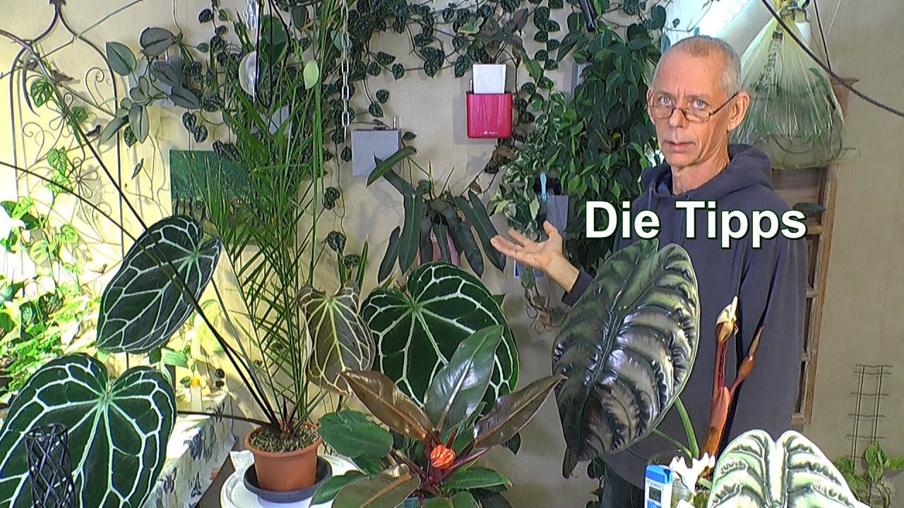Anthurium, Alocasia und Philodendron. Wichtige Tipps für besonders gutes Wachstum