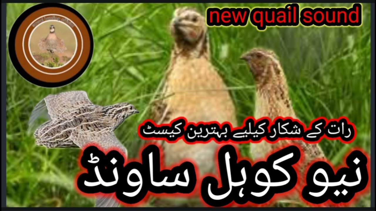 new quail sound//batair ki awaz//quail hunting sound//@Sawalhunting-sn9vs