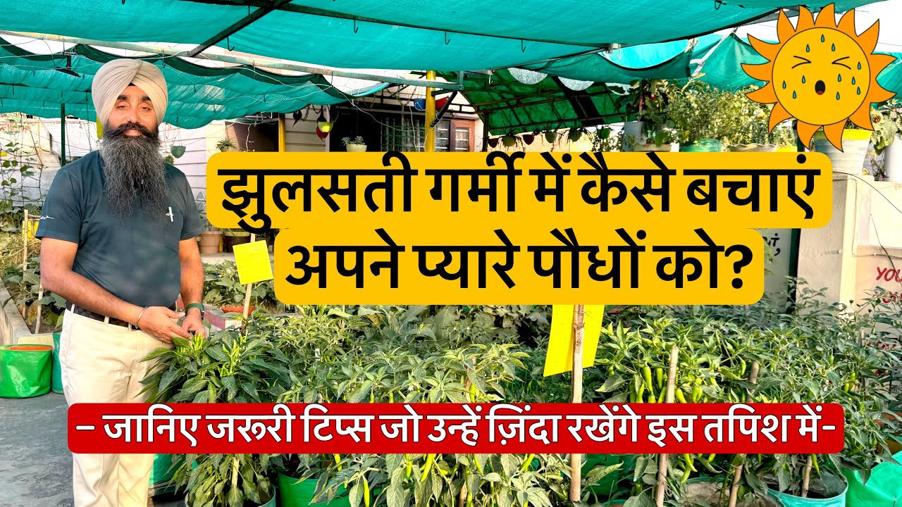 झुलसती गर्मी में कैसे बचाएं अपने प्यारे पौधों को || Garmi me Kaise bachain apne Plants Ko ||