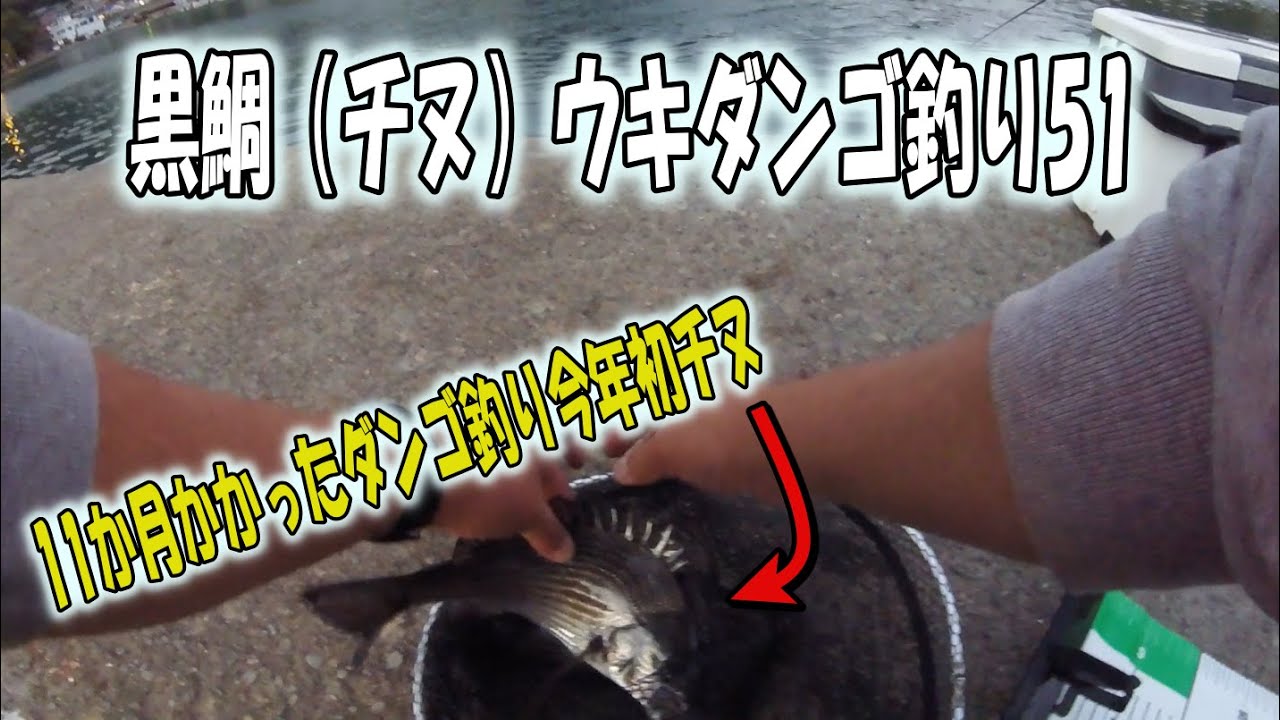 黒鯛（チヌ）ウキダンゴ釣り51　今年最後になるかもしれないダンゴ釣りでついに奴が釣れた！！