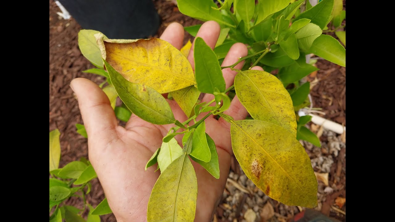 Help! My leaves are turning YELLOW and FALLING OFF!