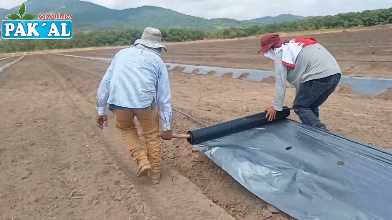 Cultivo de sandía. Parte 1. Preparación de terreno e instalación.