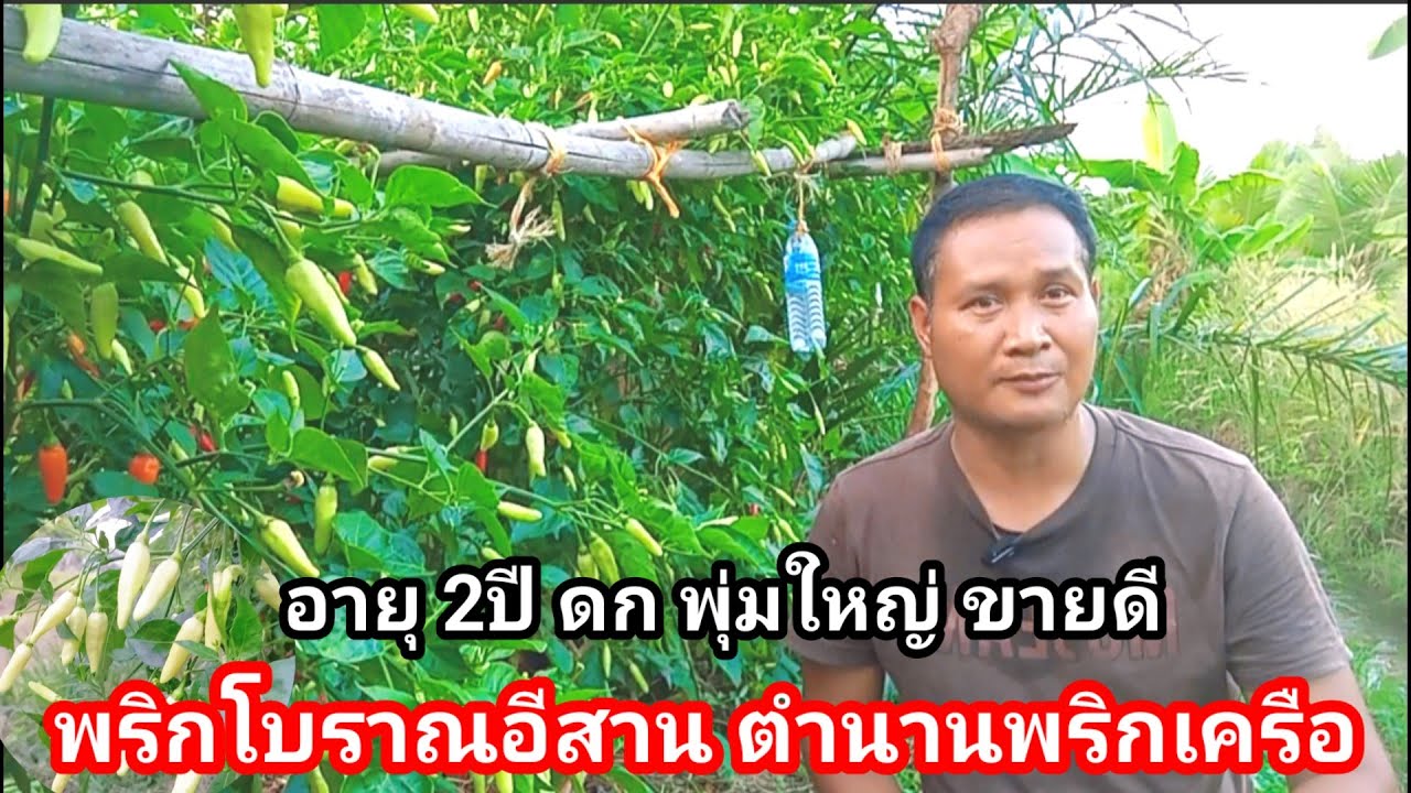 พริกเครืออีสาน ต้นสูง พุ่มใหญ่ ลูกดก ปลูกง่ายขายดี พันธุ์โบราณที่ไม่ค่อยพบเจอในปัจจุบัน