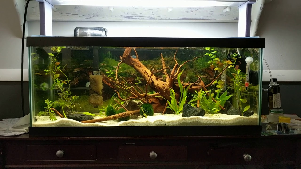 22 Harlequin Rasboras schooling in a planted 20 gallon long tank