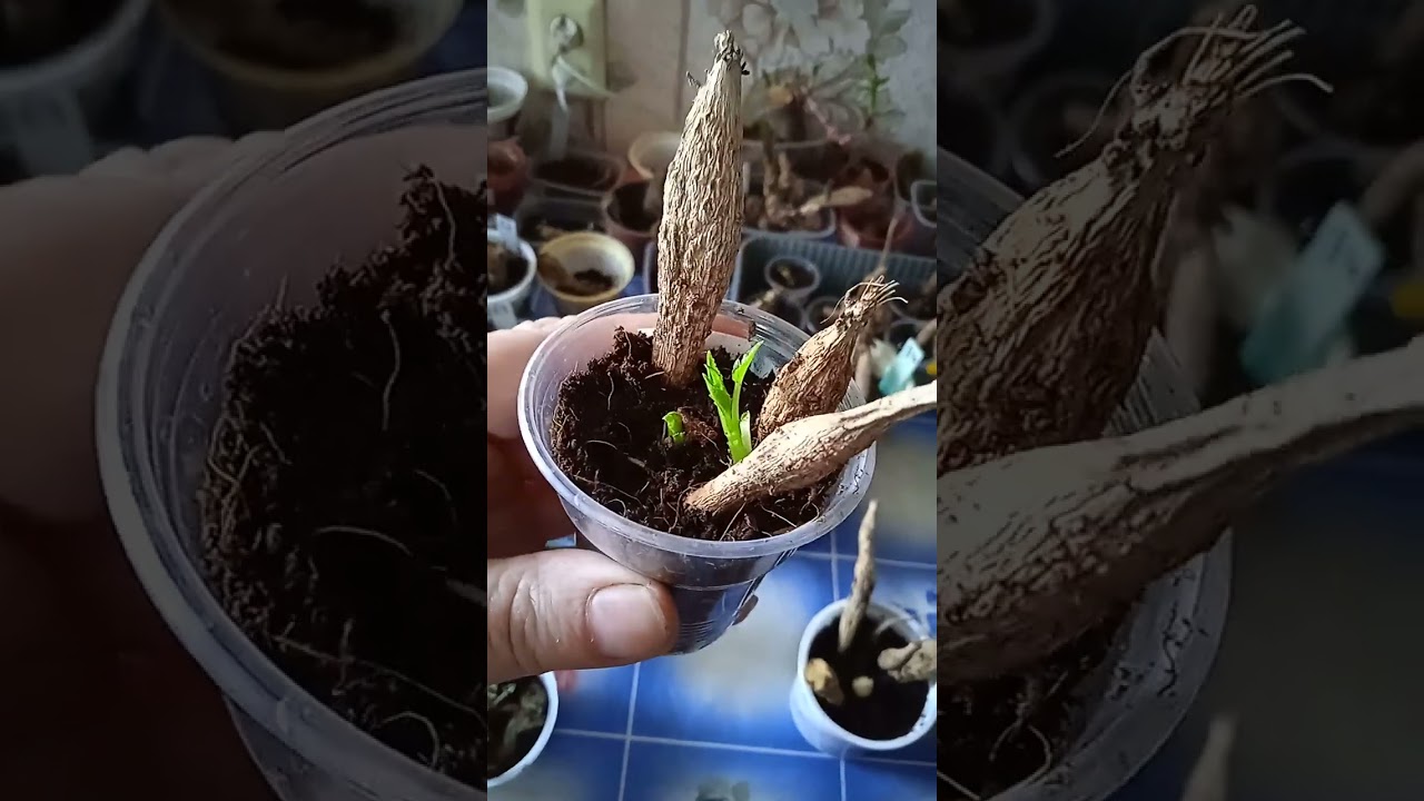 проращивание проблемных клубней георгин.мой опыт.