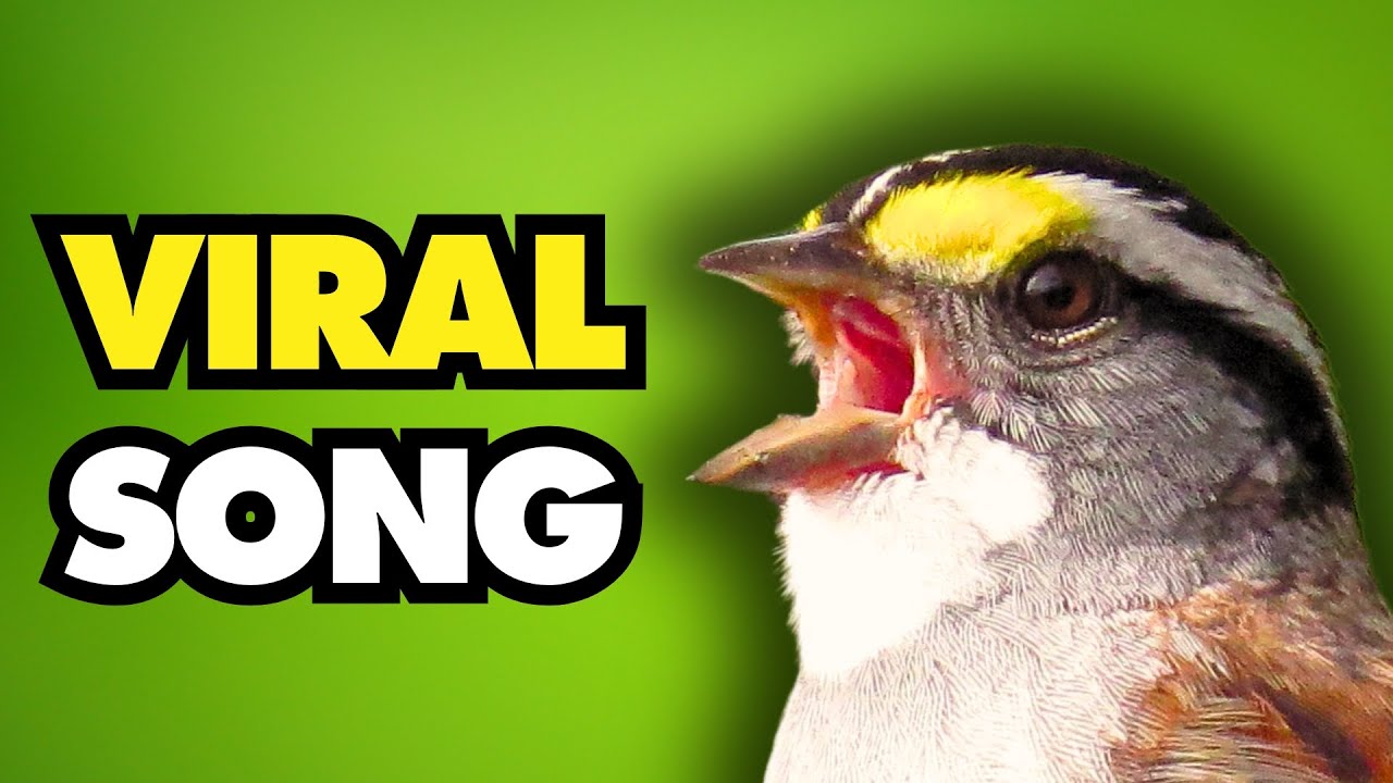 The Viral Bird Song That Swept Across Canada and the U.S.