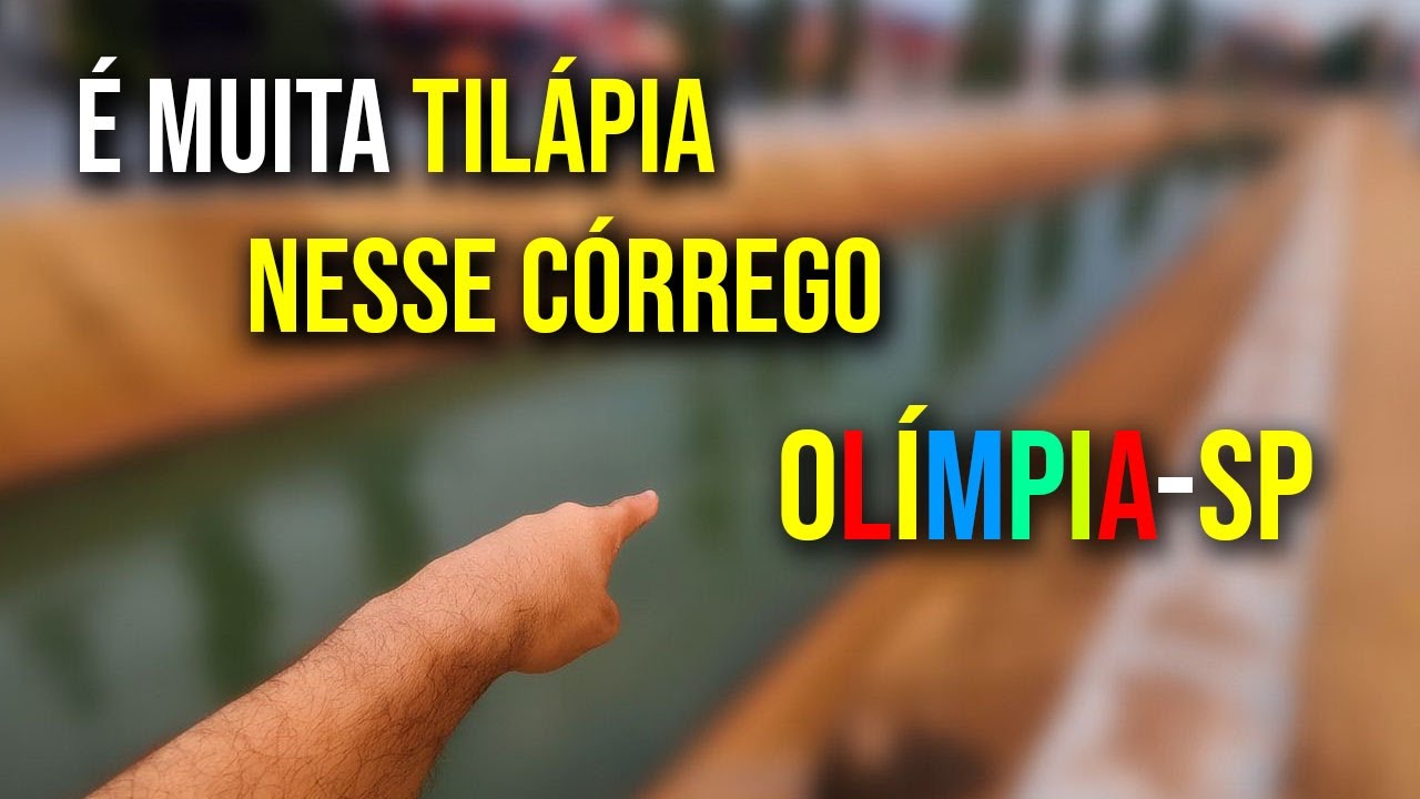 É Muita TILÁPIA em um Córrego Raso em OLÍMPIA-SP.